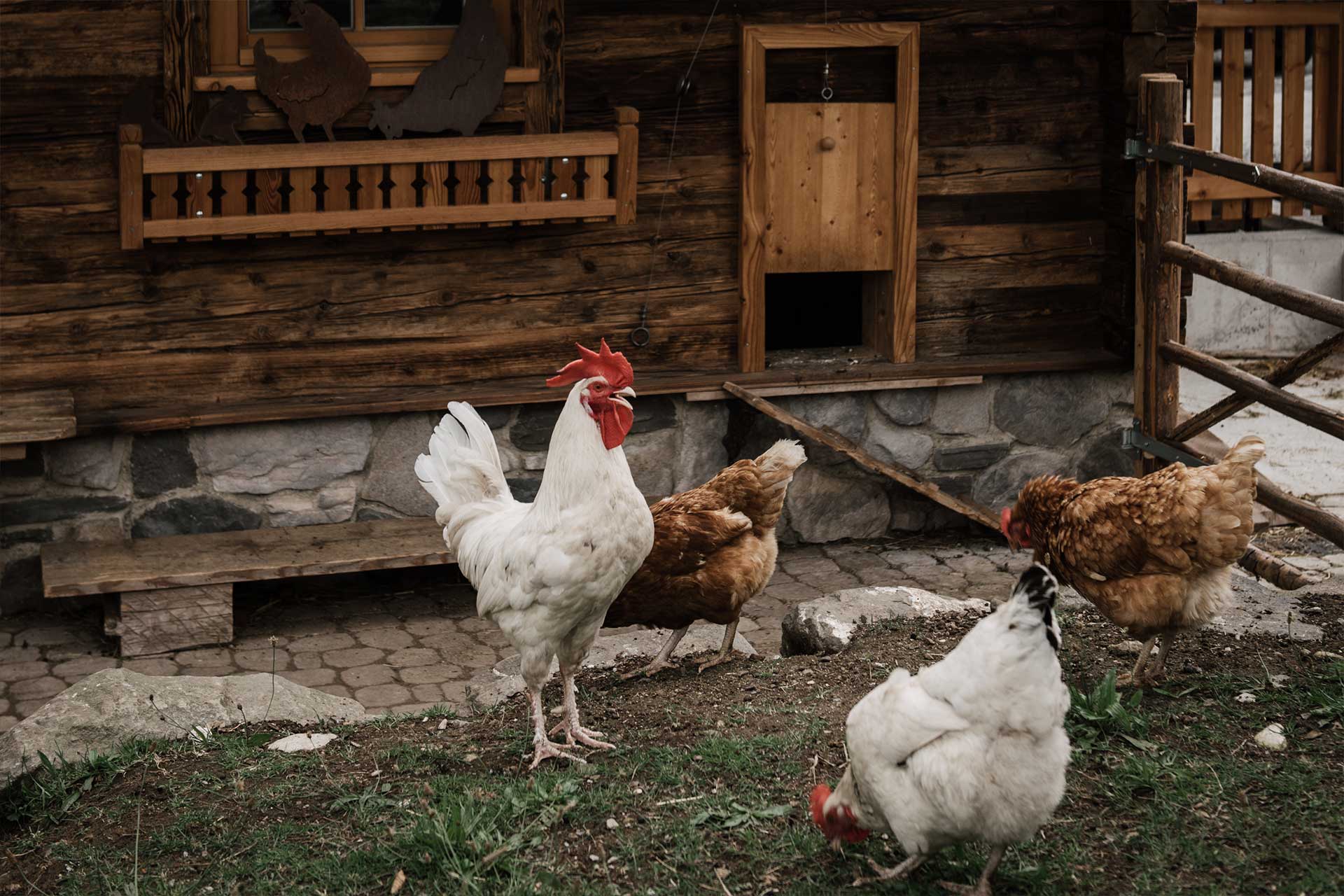 Hühner des Chaletdorfs vor ihrem Hühnerstall